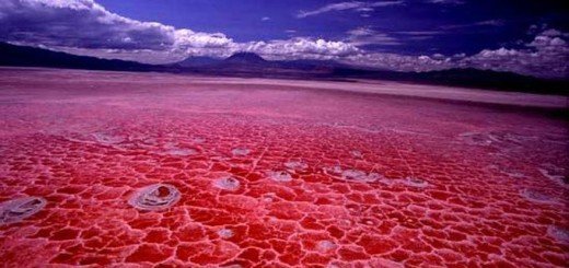 Lake Natron Tanzania Pictures