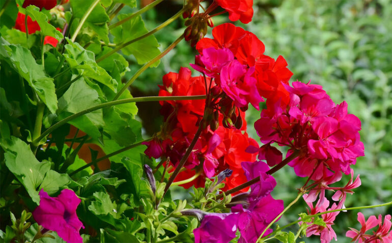 pelargonia wypełniacze