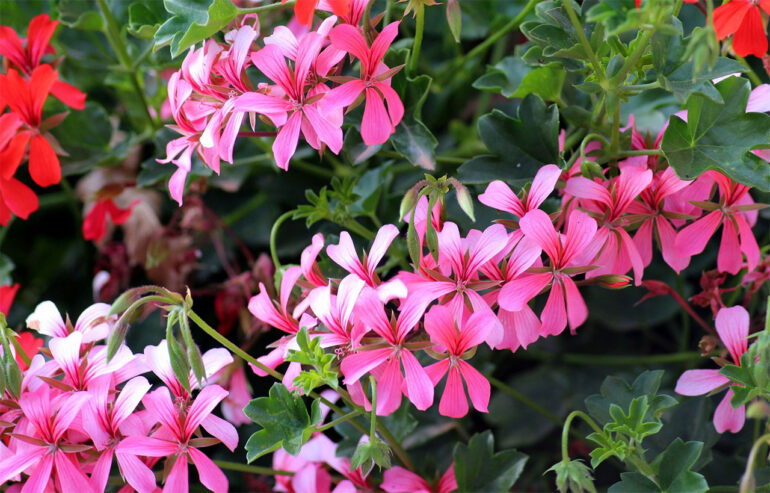 pelargonie kaskadowe