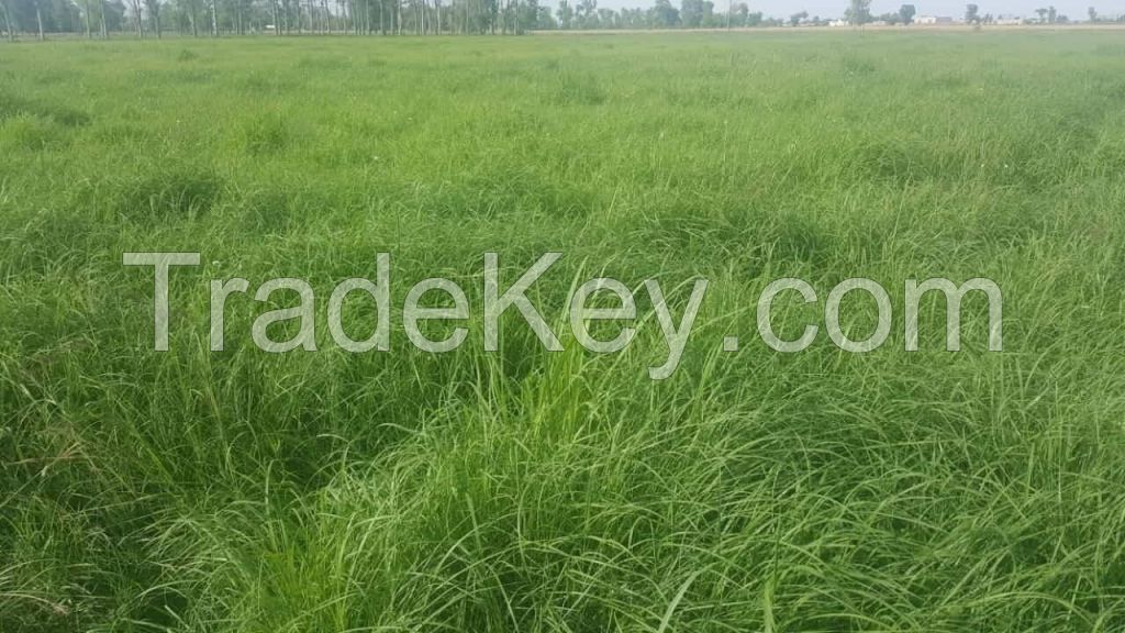 Rhodes grass