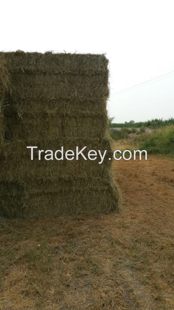 Rhodes grass