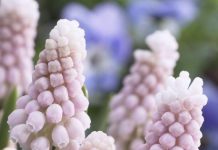 Japanese muscari is pink