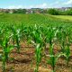 Smart agriculture Strategies for a resilient future