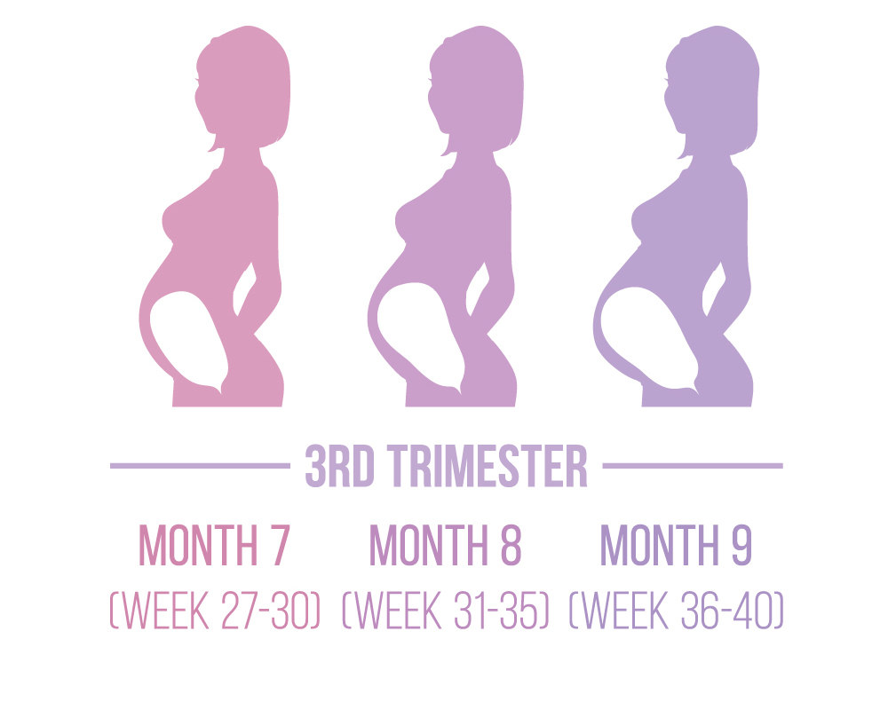 3rd Trimester