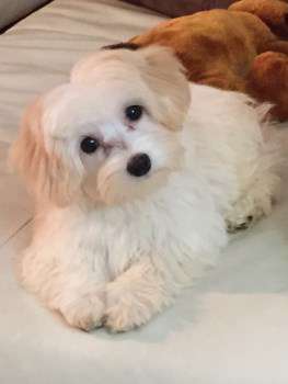 What is a Maltipoo | Detailed Description | Cute Photos