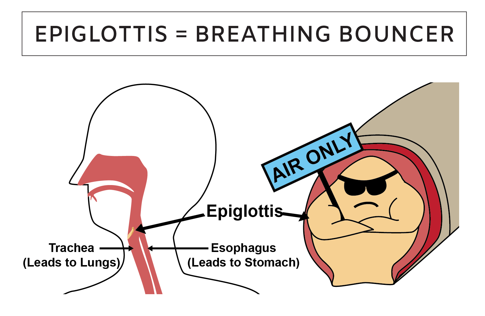 Epiglottis Cartoon