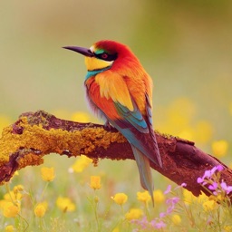 Amazing Birds Gallery