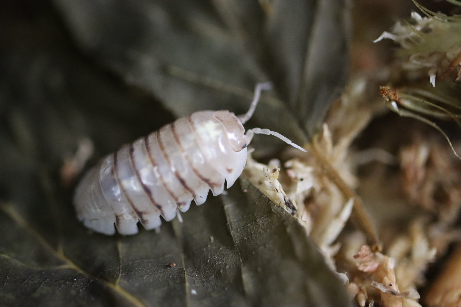 ARMADILLIDIUM VULGARE 'Winter Soldier' Isopods – Isoflora