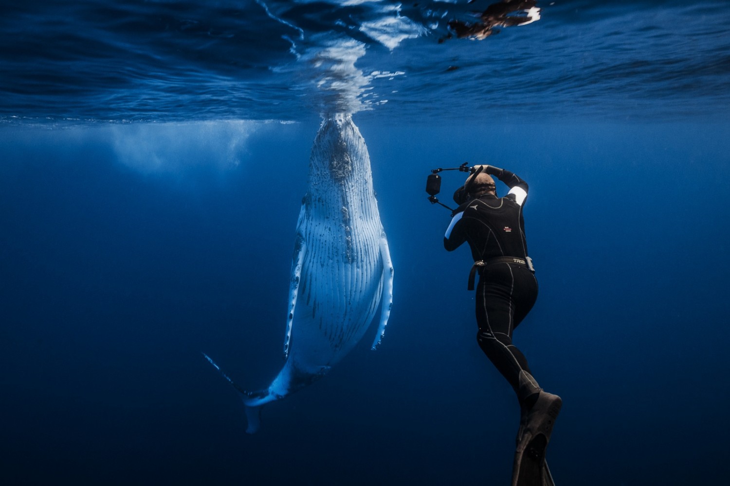 The Stories Behind the Most Breathtaking Whale Photos on 500px