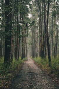 Forest Hiking Path