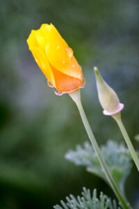 Rain Yellow Flower