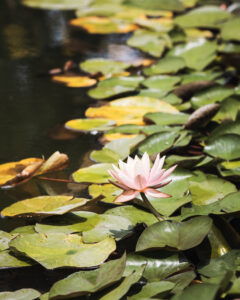 Lily Pads Nature