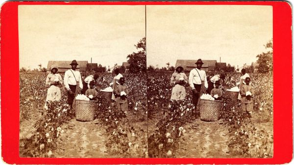 Picking Cotton