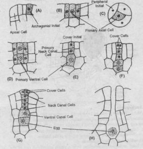 Development of Archigonium