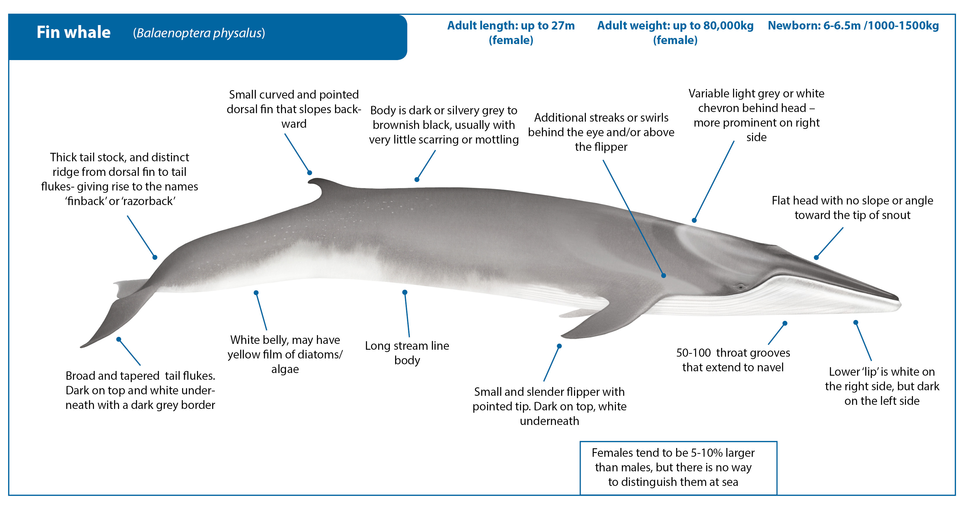 Fin whale