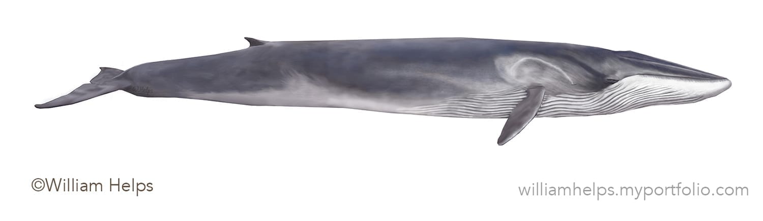 Fin Whale Size