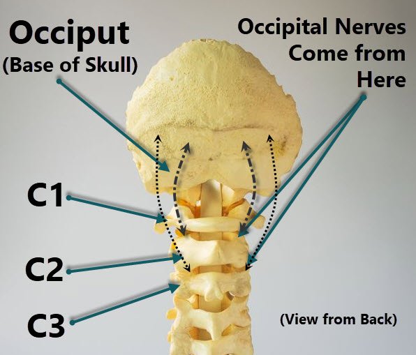 Dermatome Of C Spine And Occipital Nerves Occipital Neuralgia | Images ...