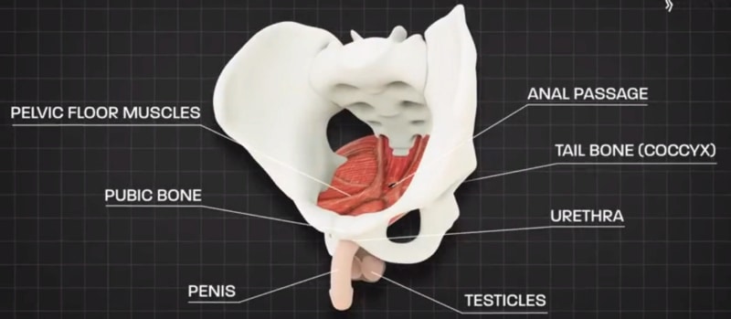 Pelvic Floor Muscles in Males - Health Advisor