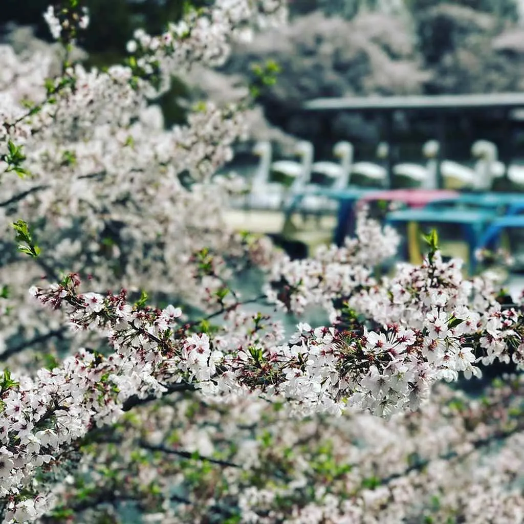 Inokashira Park Tokyo