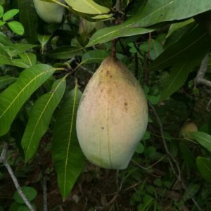 Organic Totapuri Mangoes -20kg pack