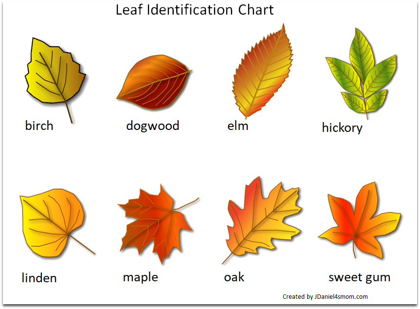 Free Printable Leaf Identification Chart