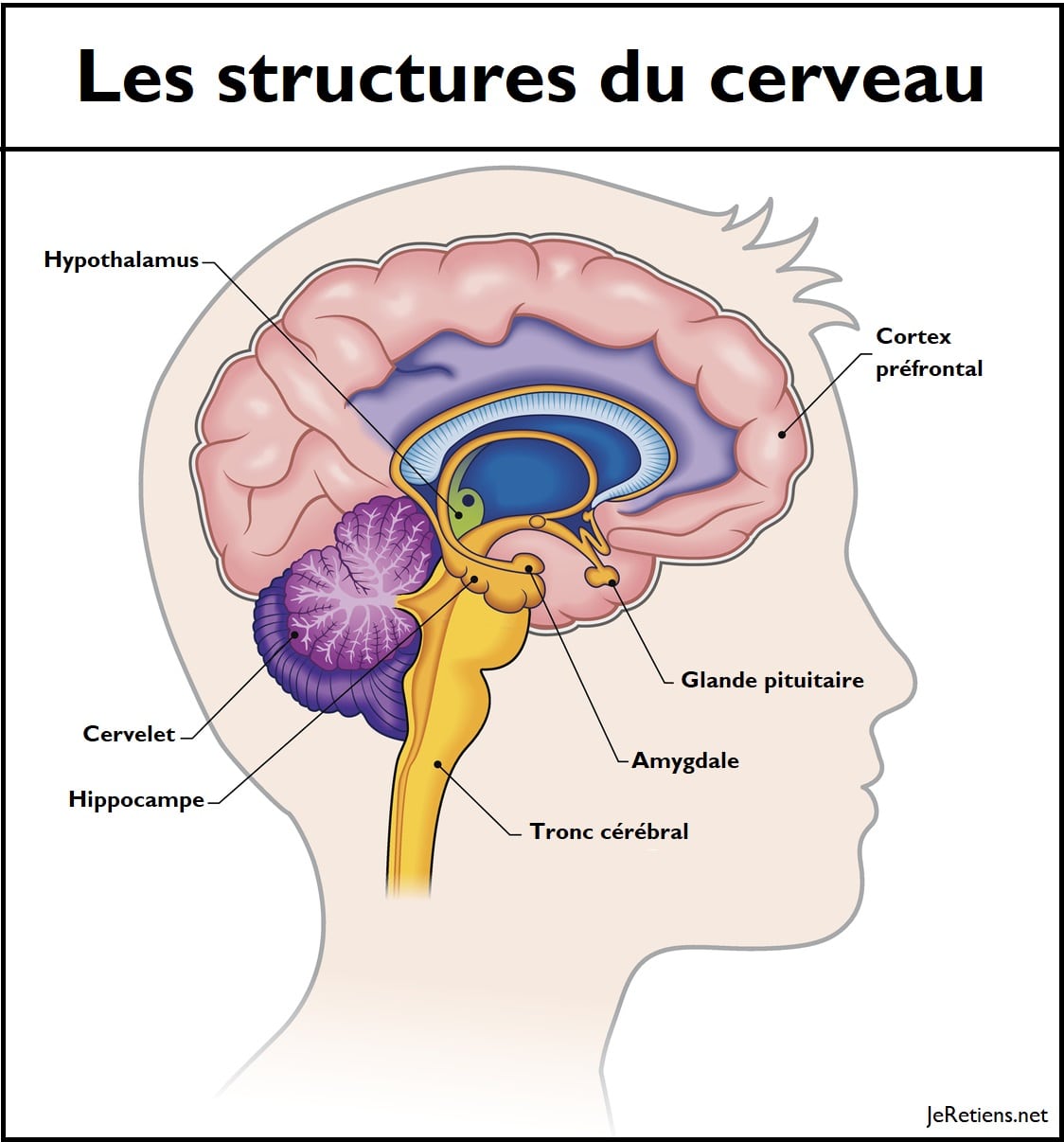 Quelles sont les parties du cerveau ?