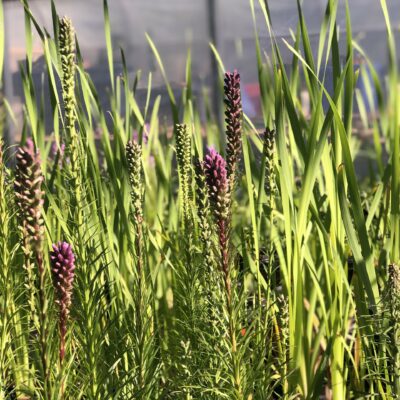 Liatris spicata