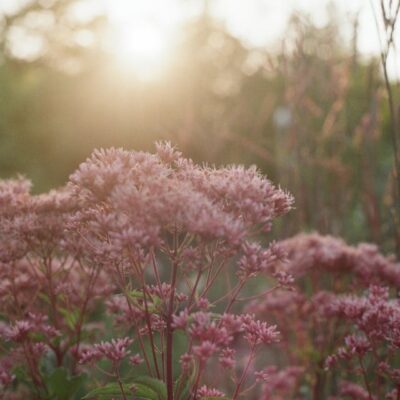 Little Joe Pye Weed (Eupatorium dubium) is the cutest native plant!