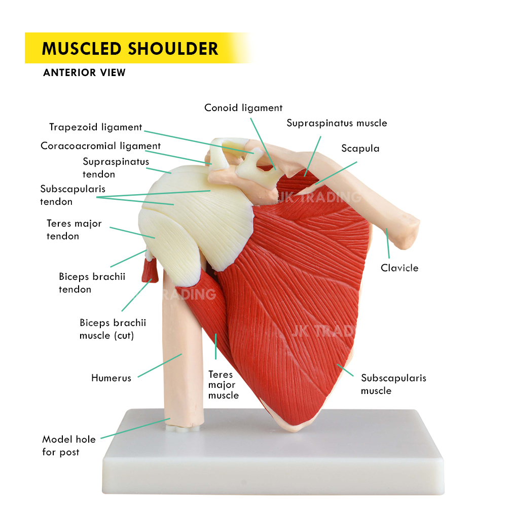 Human Anatomy Model demo: Muscle Shoulder Joint with Ligaments