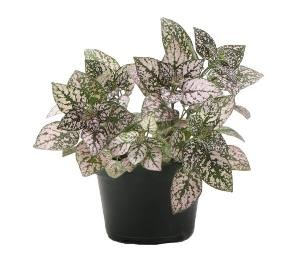 Pink Splash Plant - 4" Live Plant