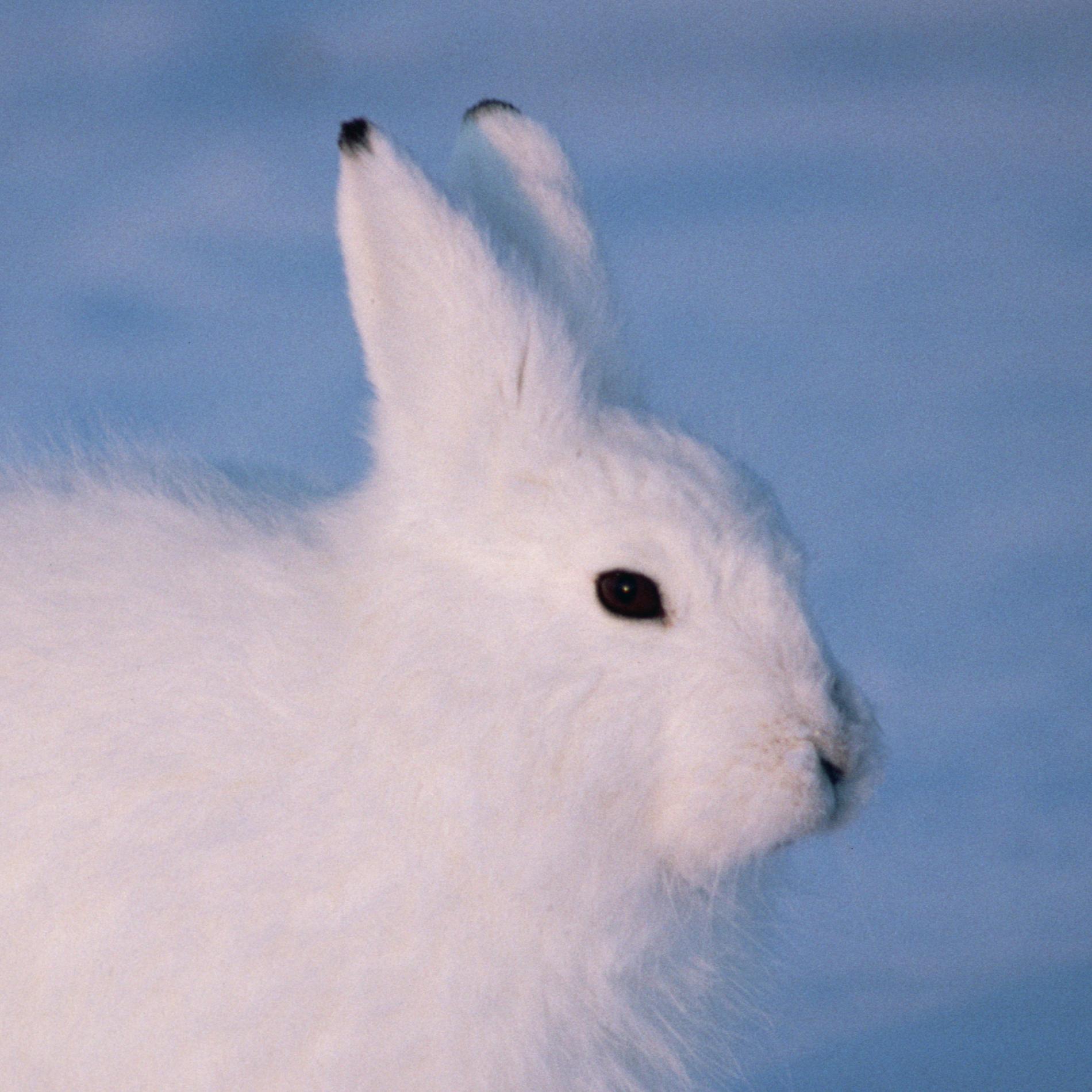 Arctic hare photo