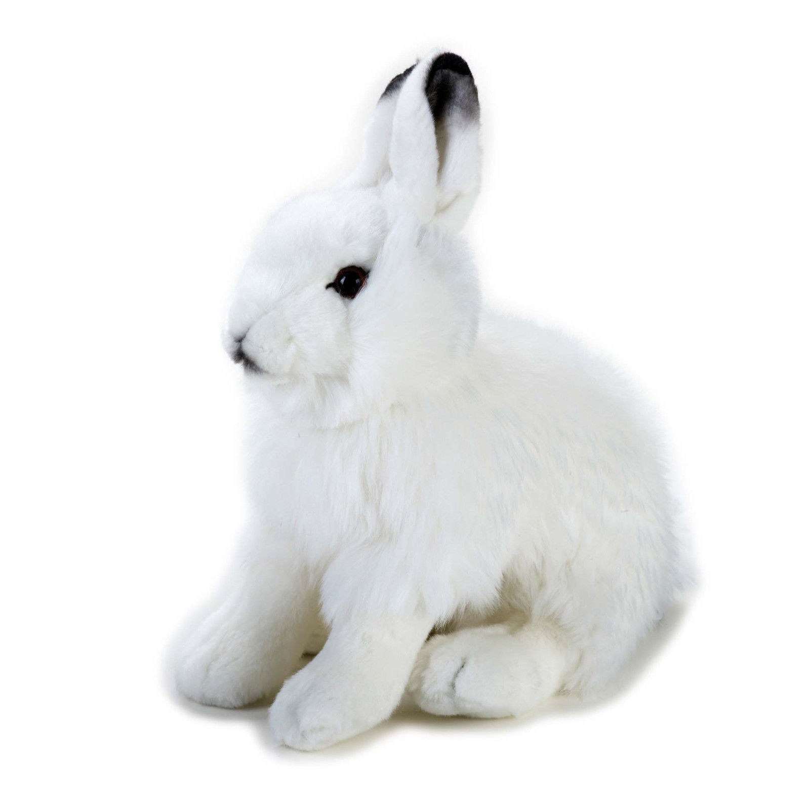 Arctic hare photo