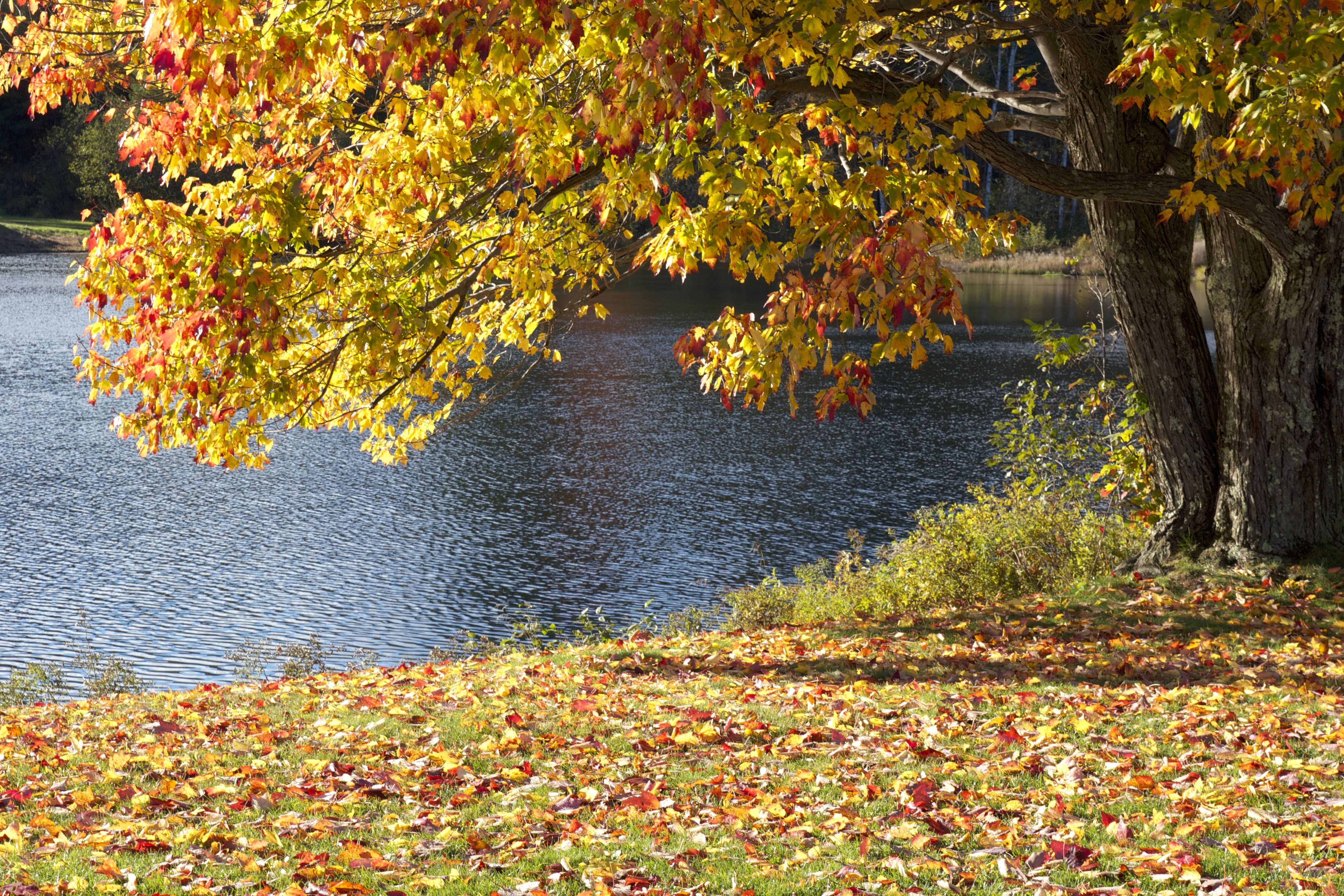 Free picture: autumn season, lake, trees, water, fall, foliage ...