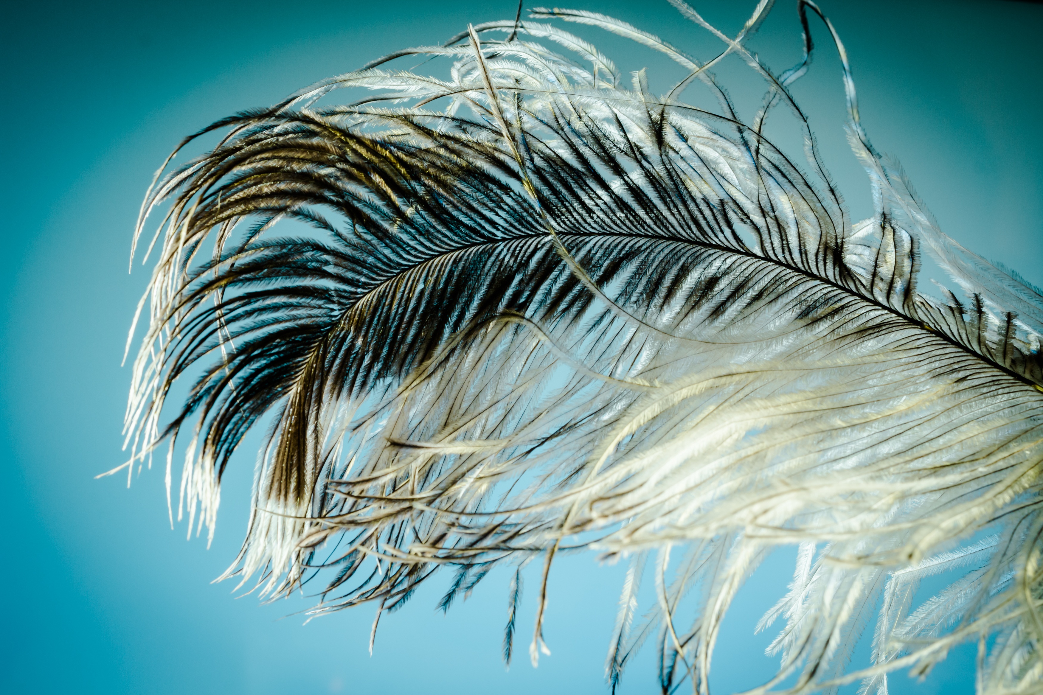 Bird feather photo