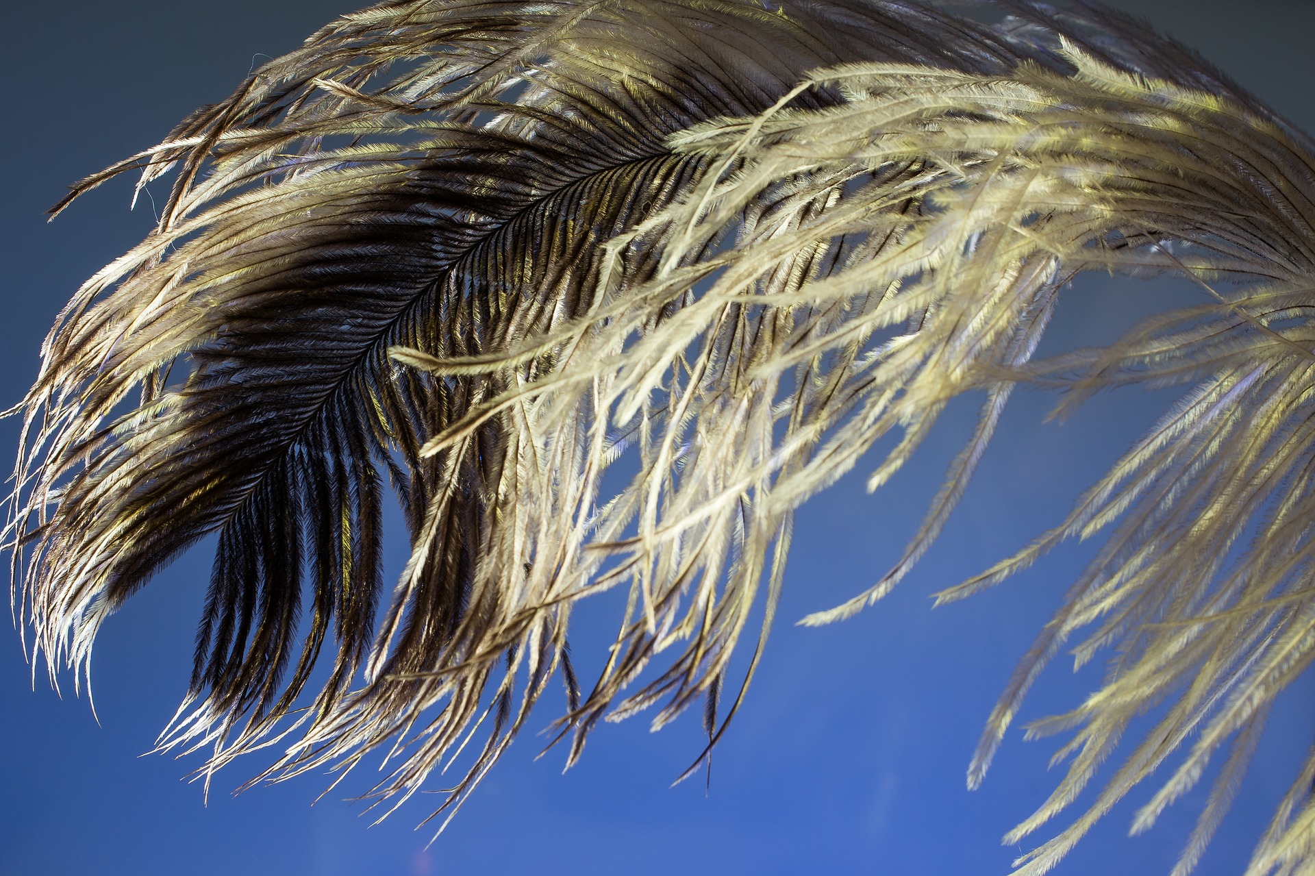 Bird feather photo