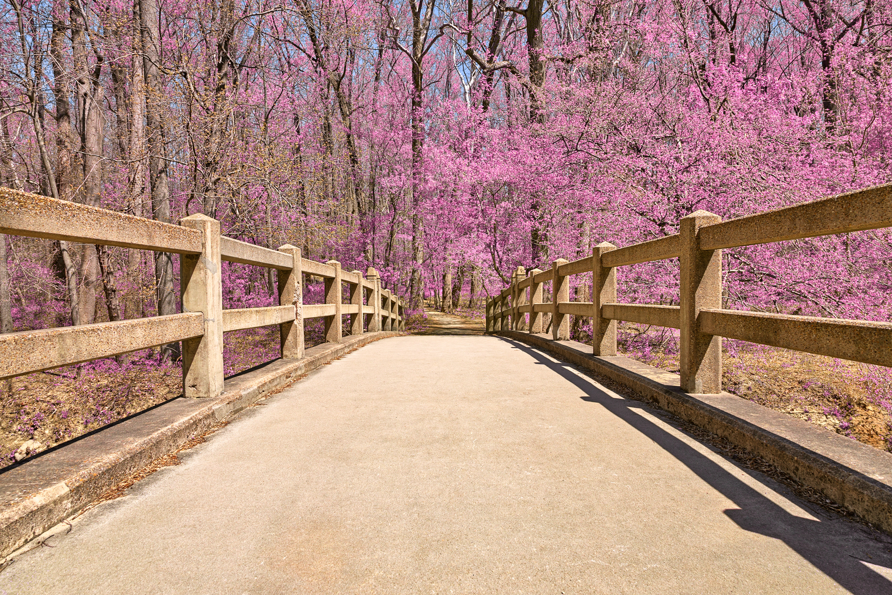 Bridge to pink paradise - hdr photo