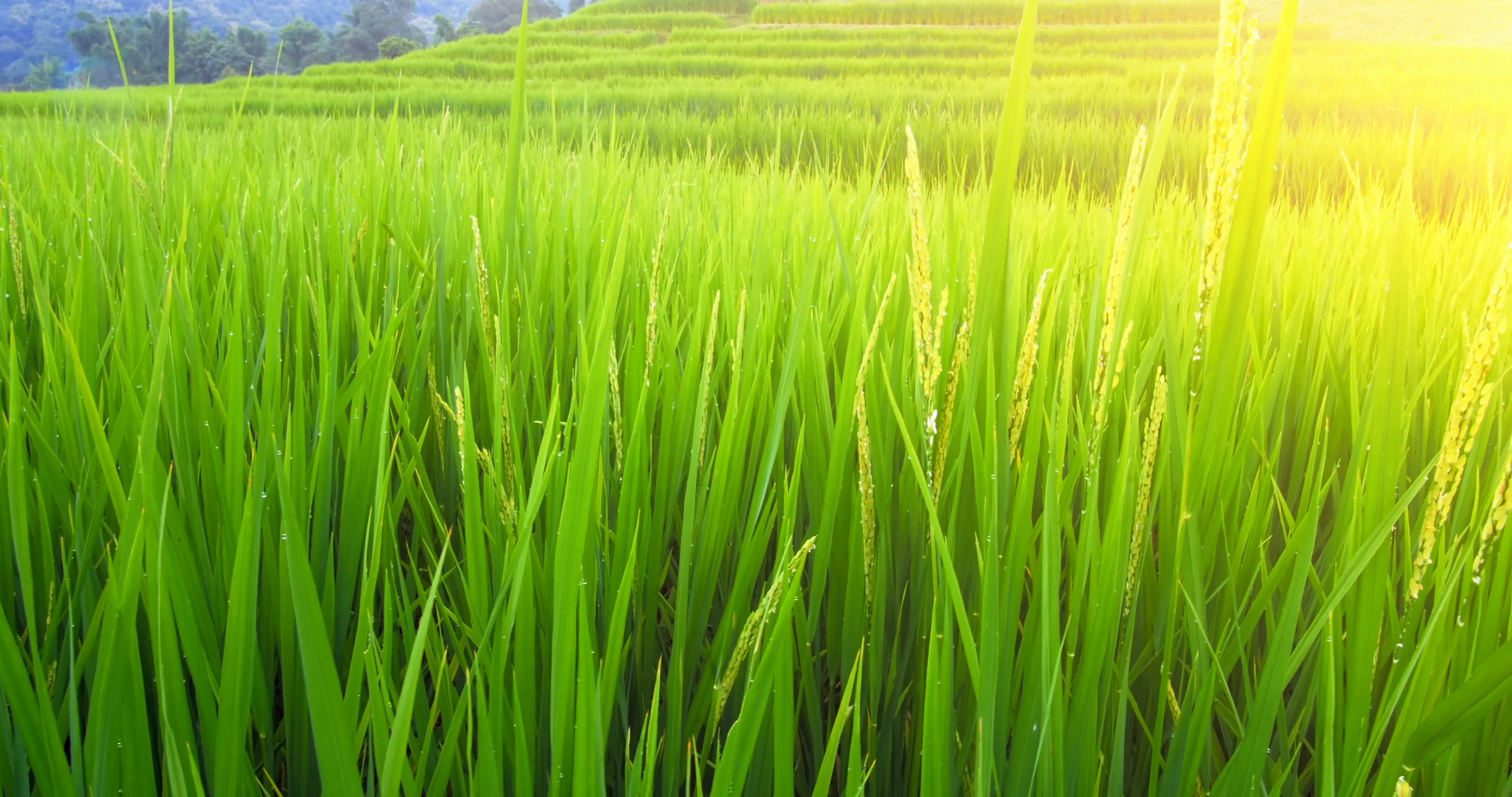 Rice field photo