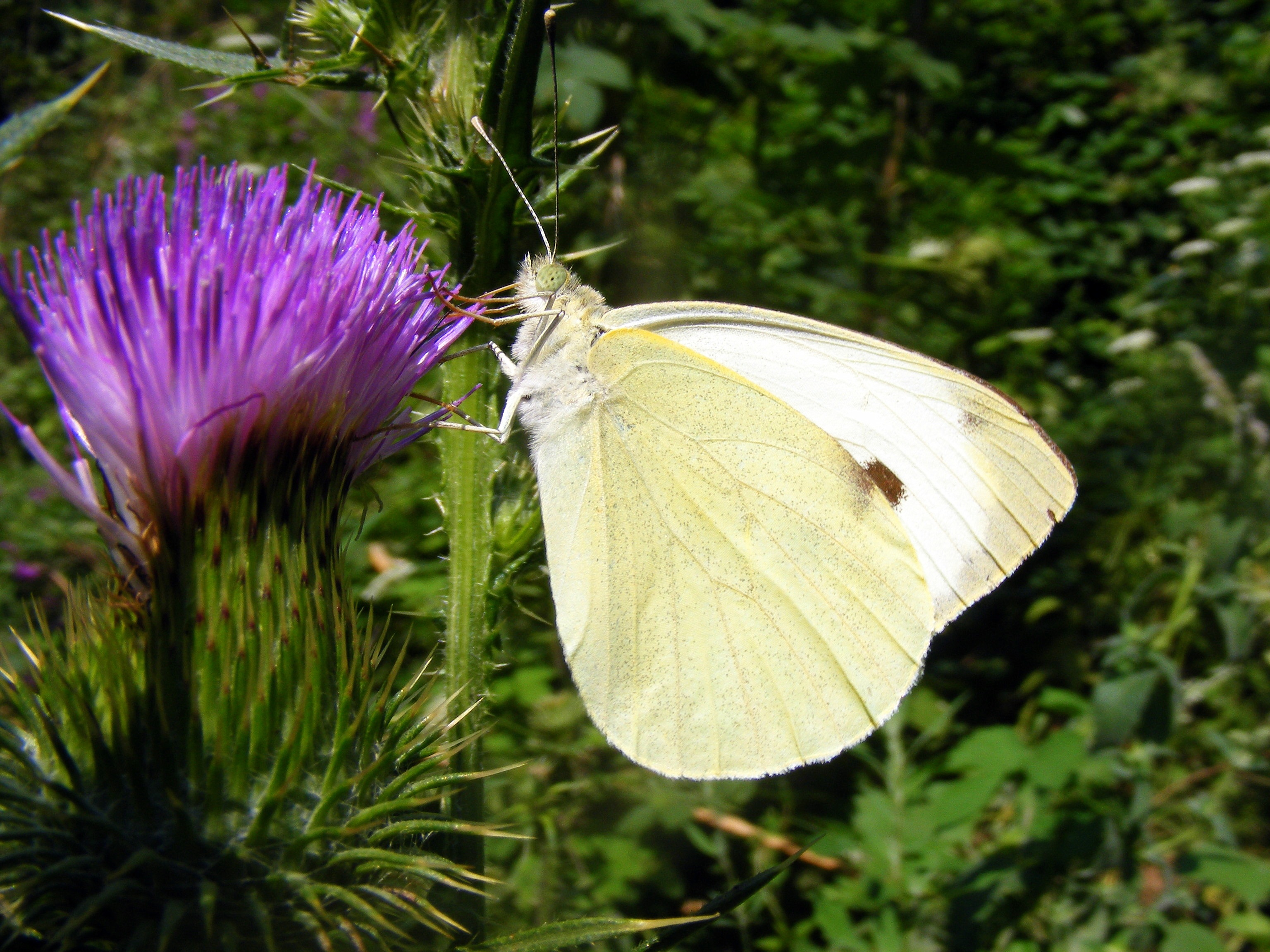 Brimstone butterfly photo