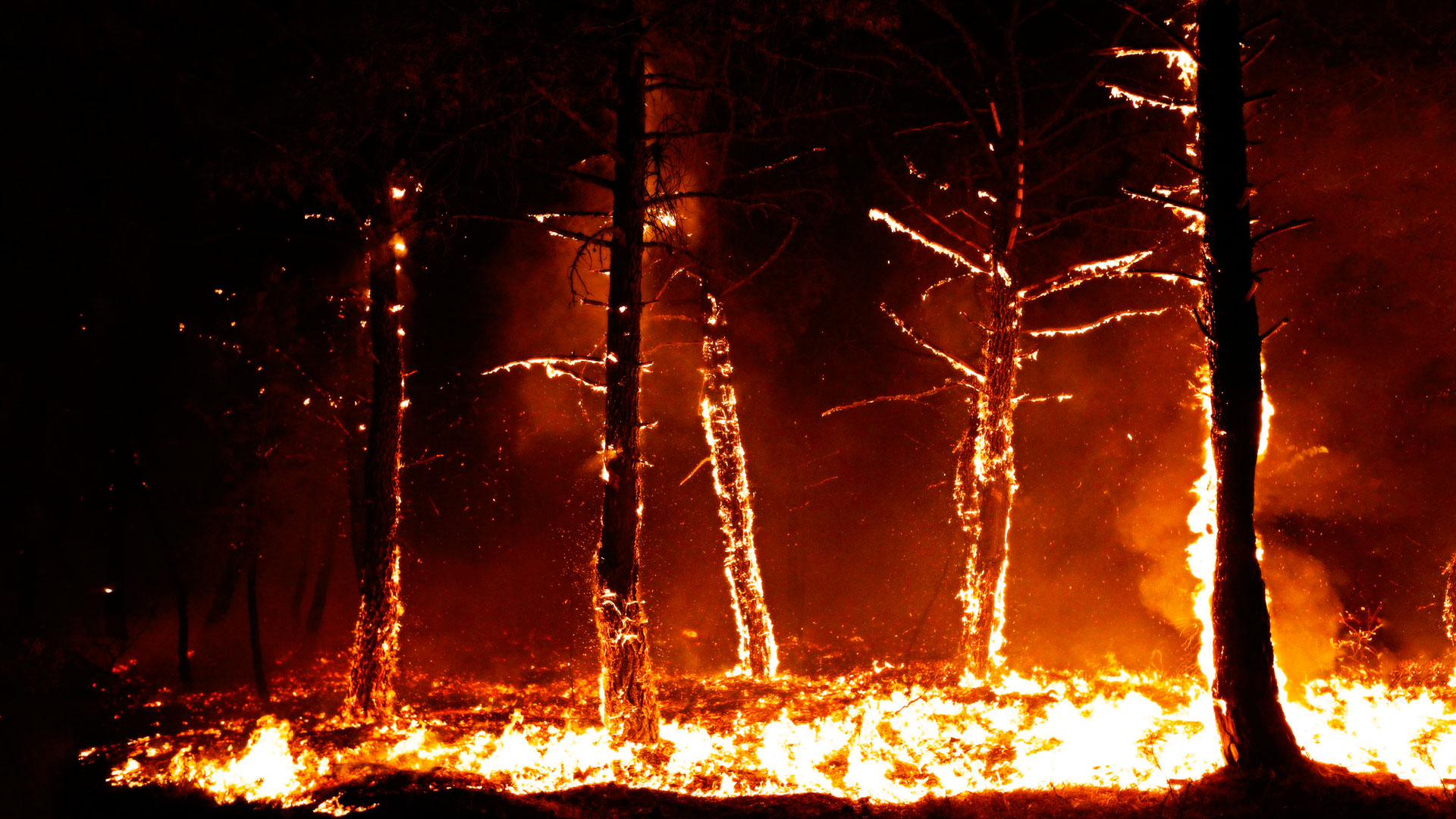 Burning Trees HD Wallpaper | 1920x1080 | ID:36585 - WallpaperVortex.com