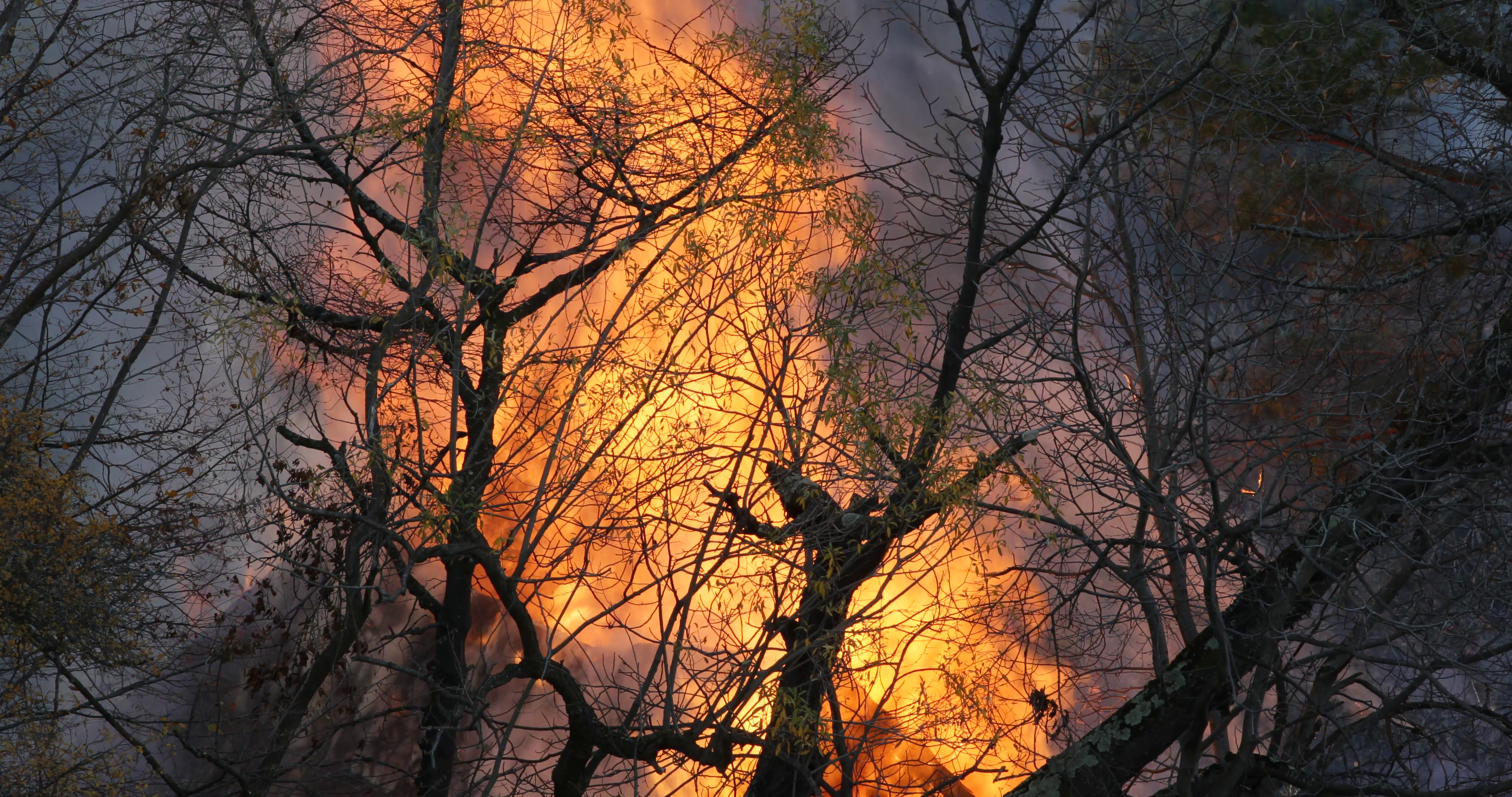 UHD 4K Consequences Forest Fires Raging Nature Burning Trees Flames ...