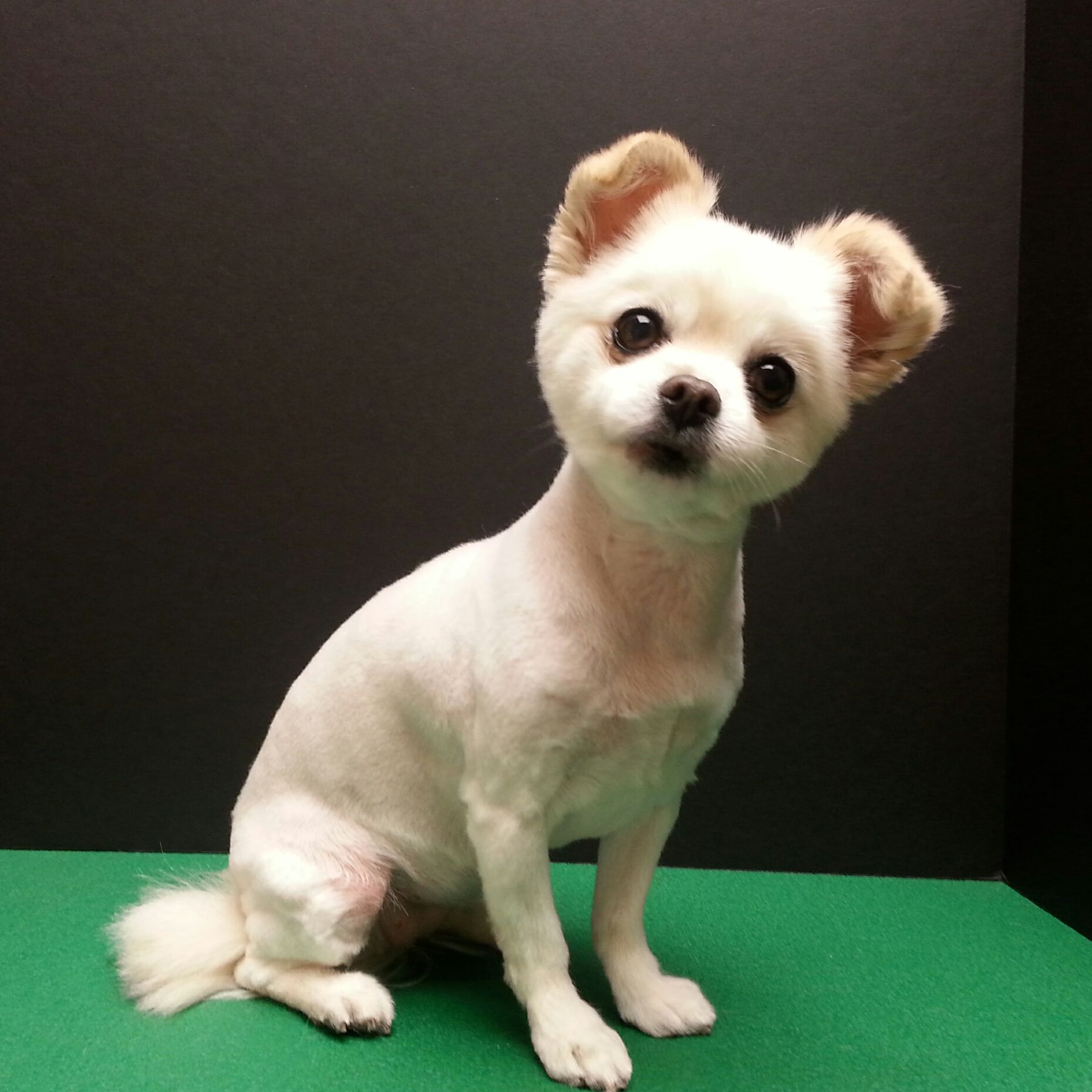 Cute chihuahua mix, short puppy cut, dog grooming | doggy haircuts ...