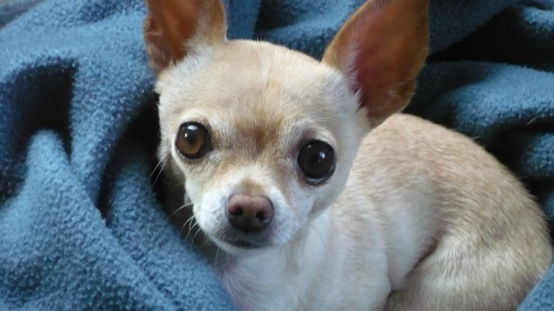 Chihuahua photo