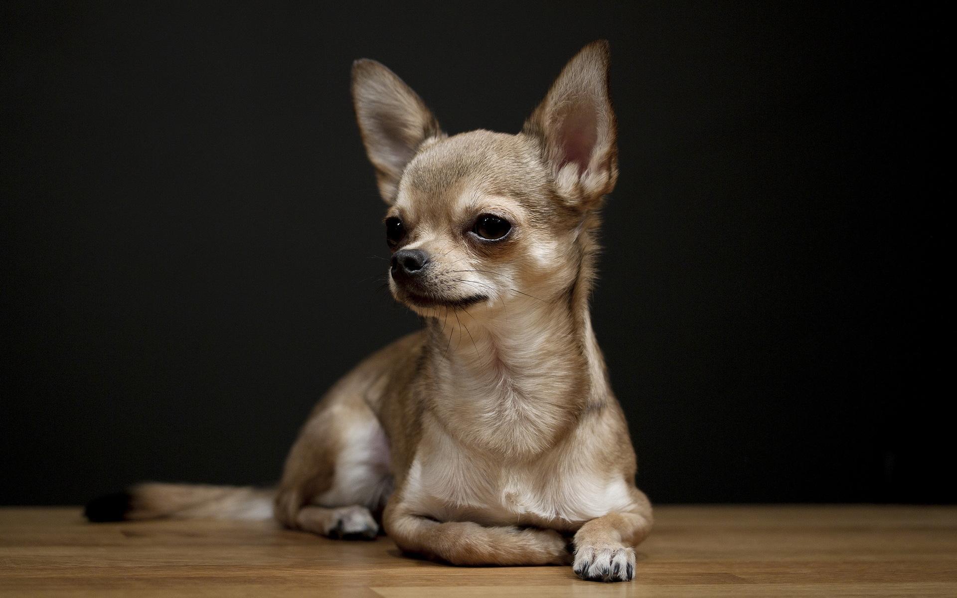 Chihuahua photo