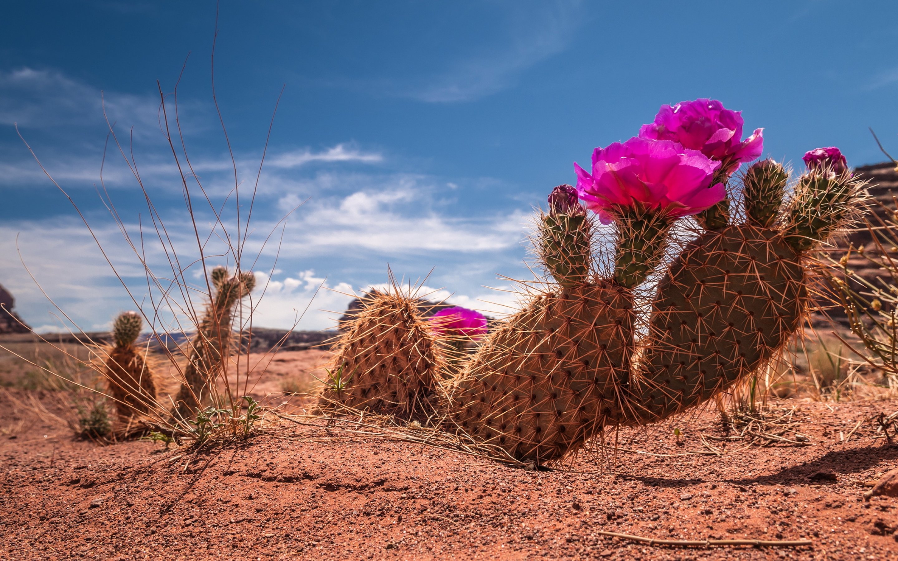 Cactus flower bokeh desert plant nature landscape f wallpaper ...