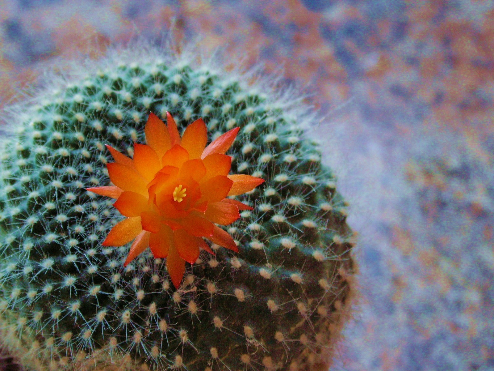 Desert Beauty | My Sister's Jar