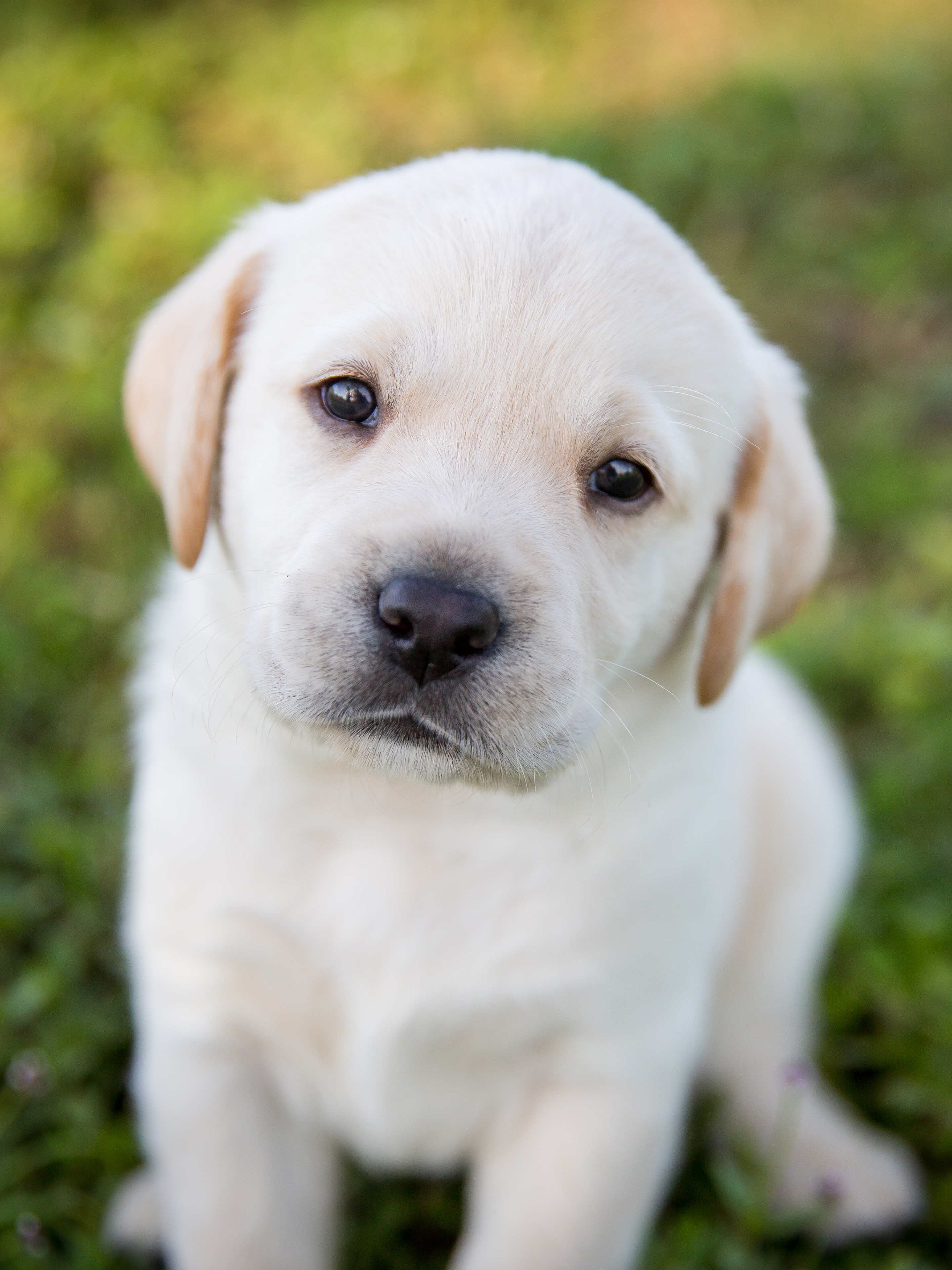 Southeastern Guide Dogs