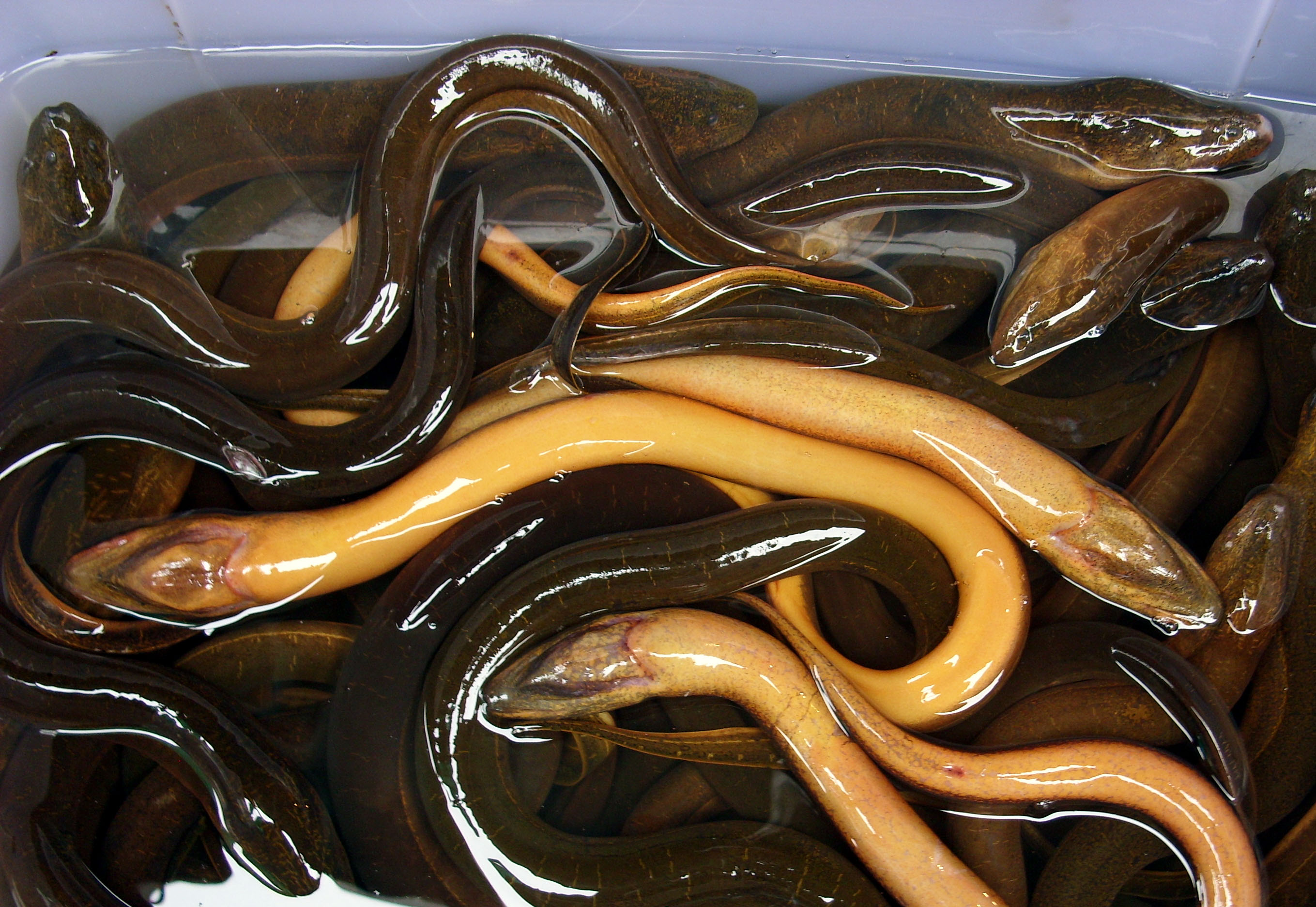 Free photo: Eels for sale - Edible, Eel, Fish - Free Download - Jooinn