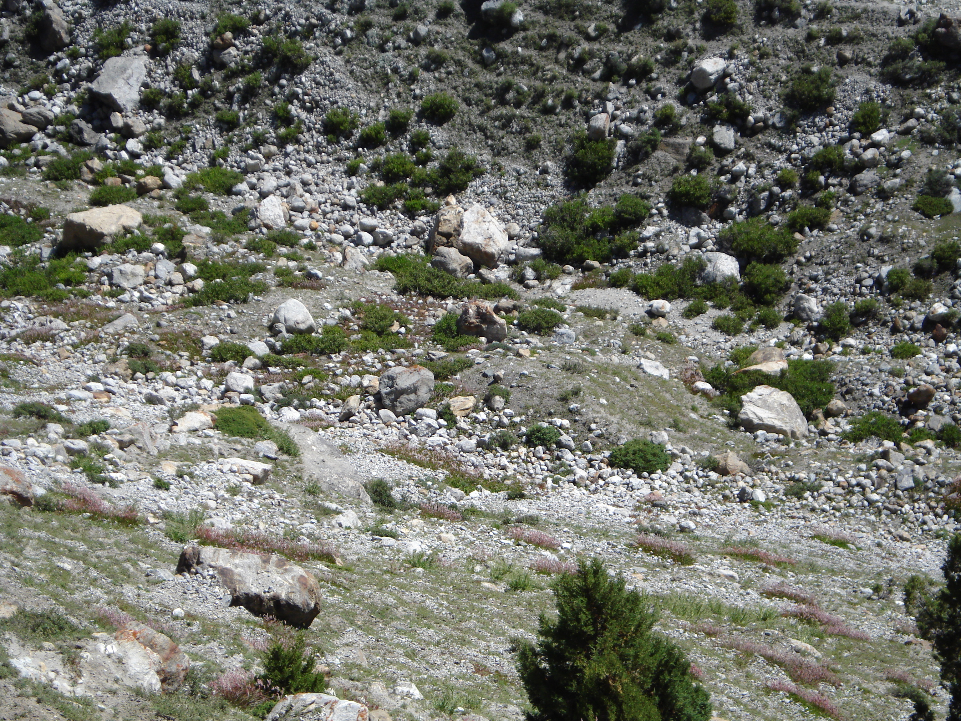 Fairy meadows photo