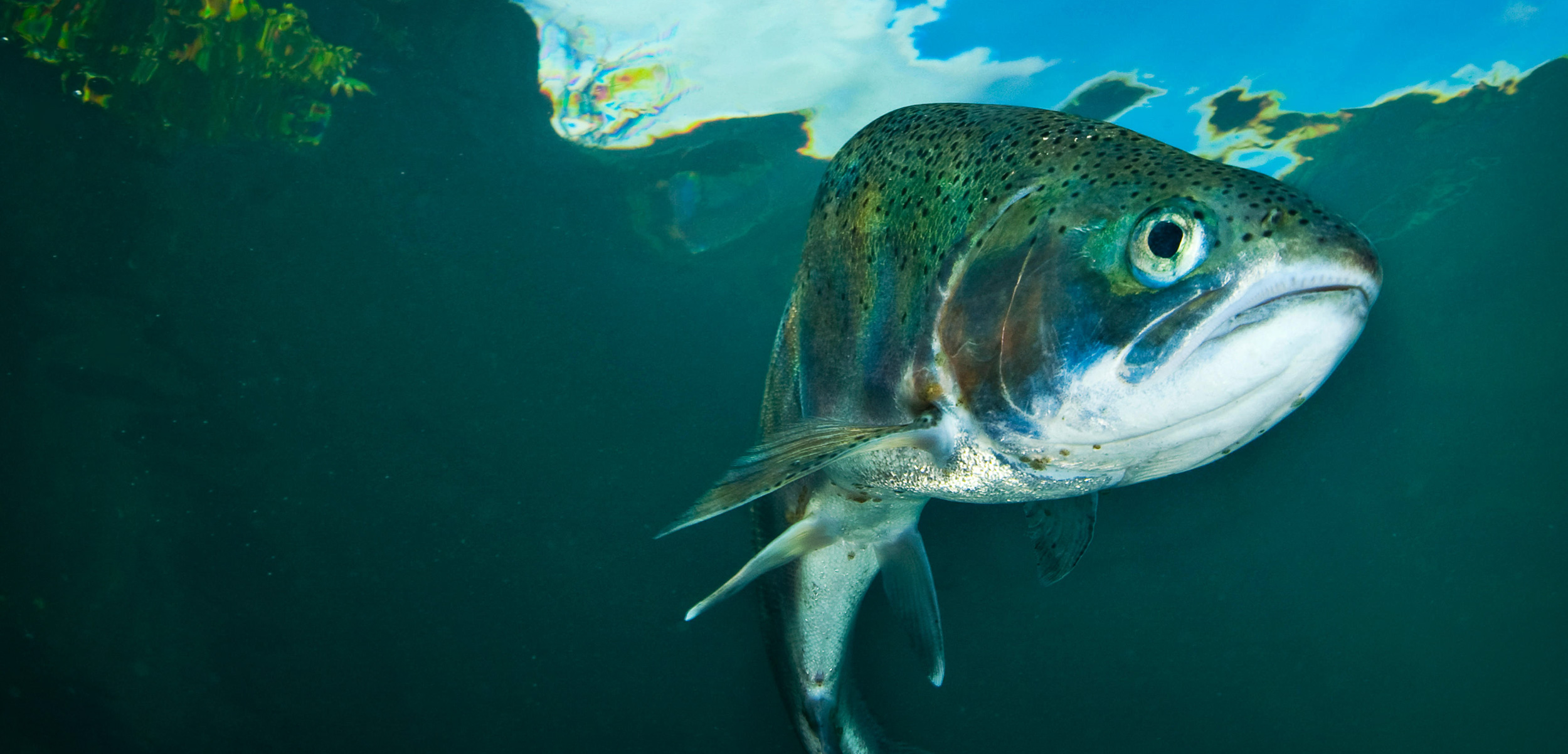 Fish Feel Pain. Now What? | Hakai Magazine