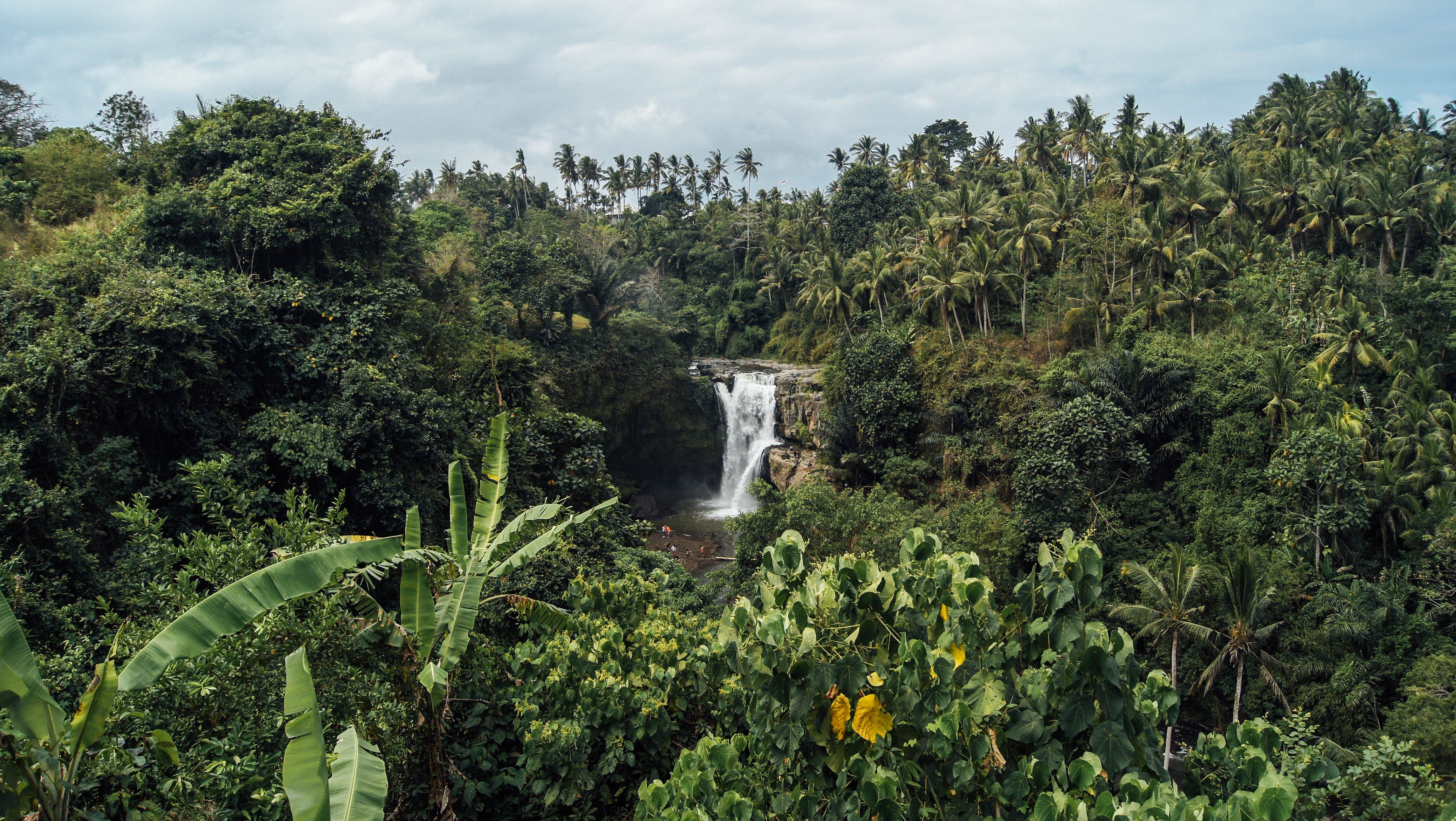 Tropical forests are no longer a carbon sink, emitting as much ...